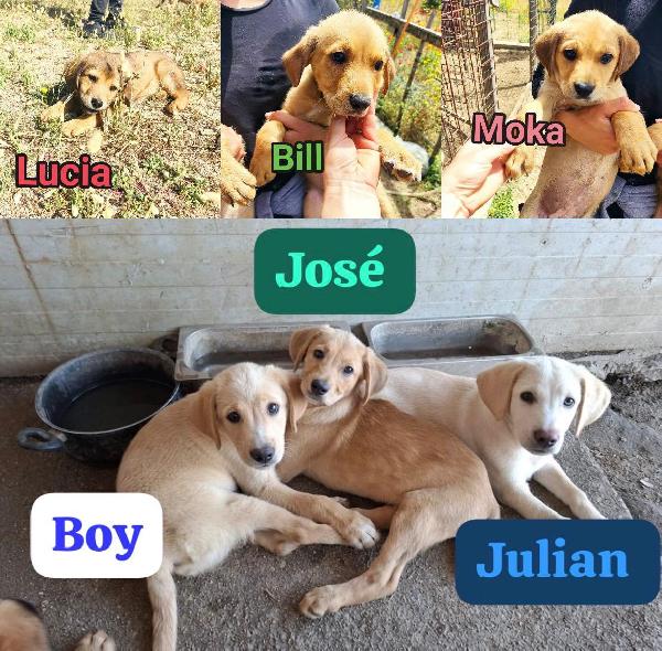Josè splendido dolce cucciolo cerca adozione Foto 2